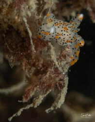 Gestippelde mosdierslakjes, Thecacera pennigera, approx. ... by Eduard Bello 